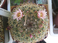 Mammillaria discolor