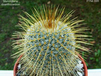 Mammillaria dixanthocentron