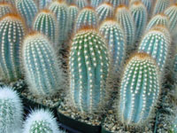 Micranthocereus dolichospermaticus