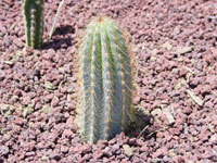 Micranthocereus dolichospermaticus