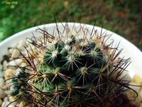 Mammillaria duoformis