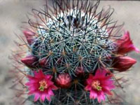 Mammillaria duoformis