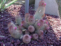 Mammillaria elongata