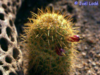 Mammillaria eriacantha