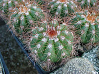 Melocactus ernestii