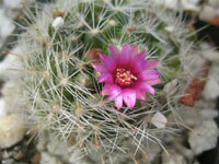 Mammillaria erythrosperma