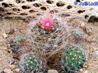 Mammillaria erythrosperma