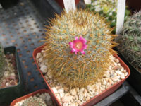 Mammillaria flavicentra