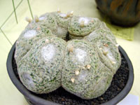 Mammillaria formosa