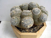 Mammillaria formosa