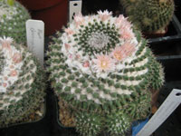 Mammillaria formosa