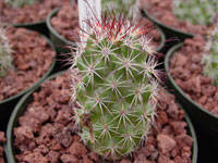 Mammillaria fraileana