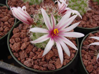 Mammillaria fraileana