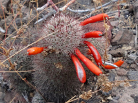 Mammillaria fraileana