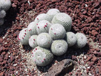 Mammillaria geminispina