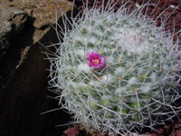 Mammillaria geminispina