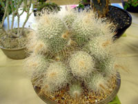 Mammillaria geminispina