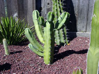 Myrtillocactus geometrizans