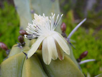 Myrtillocactus geometrizans