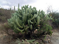 Myrtillocactus geometrizans