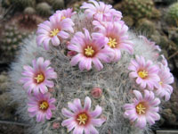 Mammillaria glassii