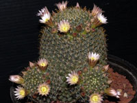 Mammillaria glochidiata