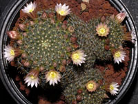 Mammillaria glochidiata