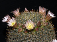 Mammillaria glochidiata