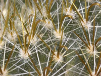 Mammillaria glochidiata