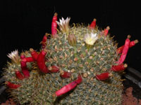 Mammillaria glochidiata