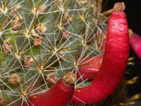 Mammillaria glochidiata