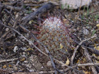 Mammillaria grahamii