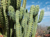 Myrtillocactus geometrizans