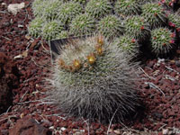 Mammillaria grusonii