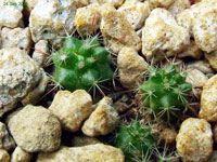 Mammillaria grusonii