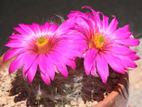 Mammillaria guelzowiana