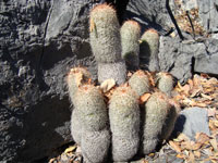 Mammillaria guerreronis