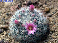 Mammillaria guillauminiana