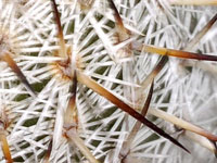 Mammillaria haageana