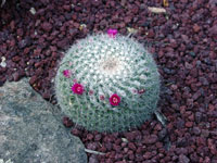 Mammillaria hahniana