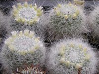 Mammillaria hahniana