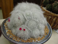 Mammillaria hahniana