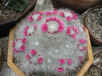 Mammillaria hahniana