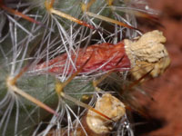 Mammillaria hahniana