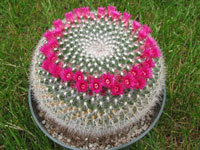 Mammillaria hahniana