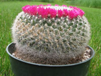 Mammillaria hahniana