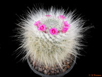 Mammillaria hahniana