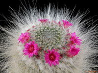 Mammillaria hahniana