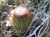 Melocactus harlowii