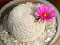 Mammillaria herrerae